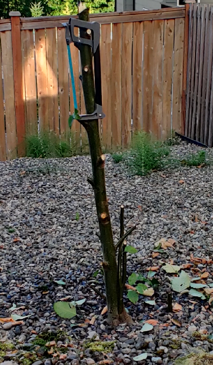 Tree Cut