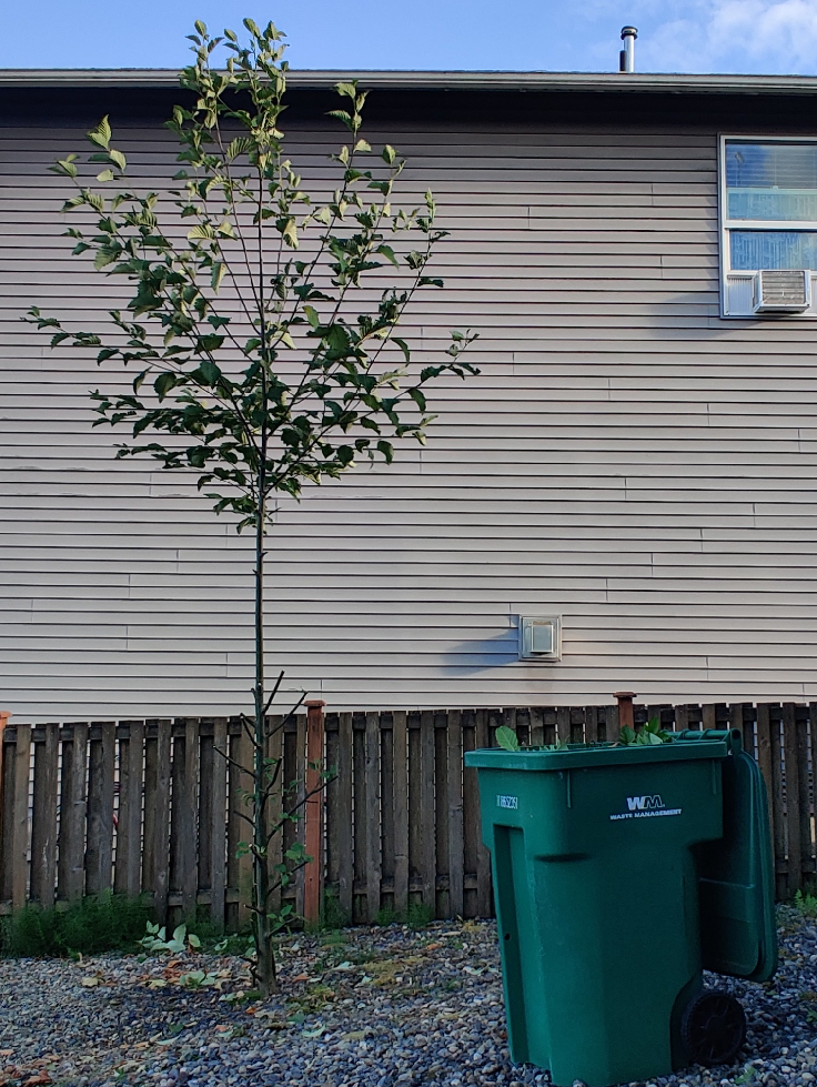 Tree Partially Cut